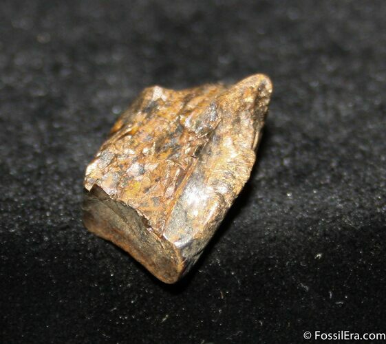 / Inch Triceratops Tooth #747